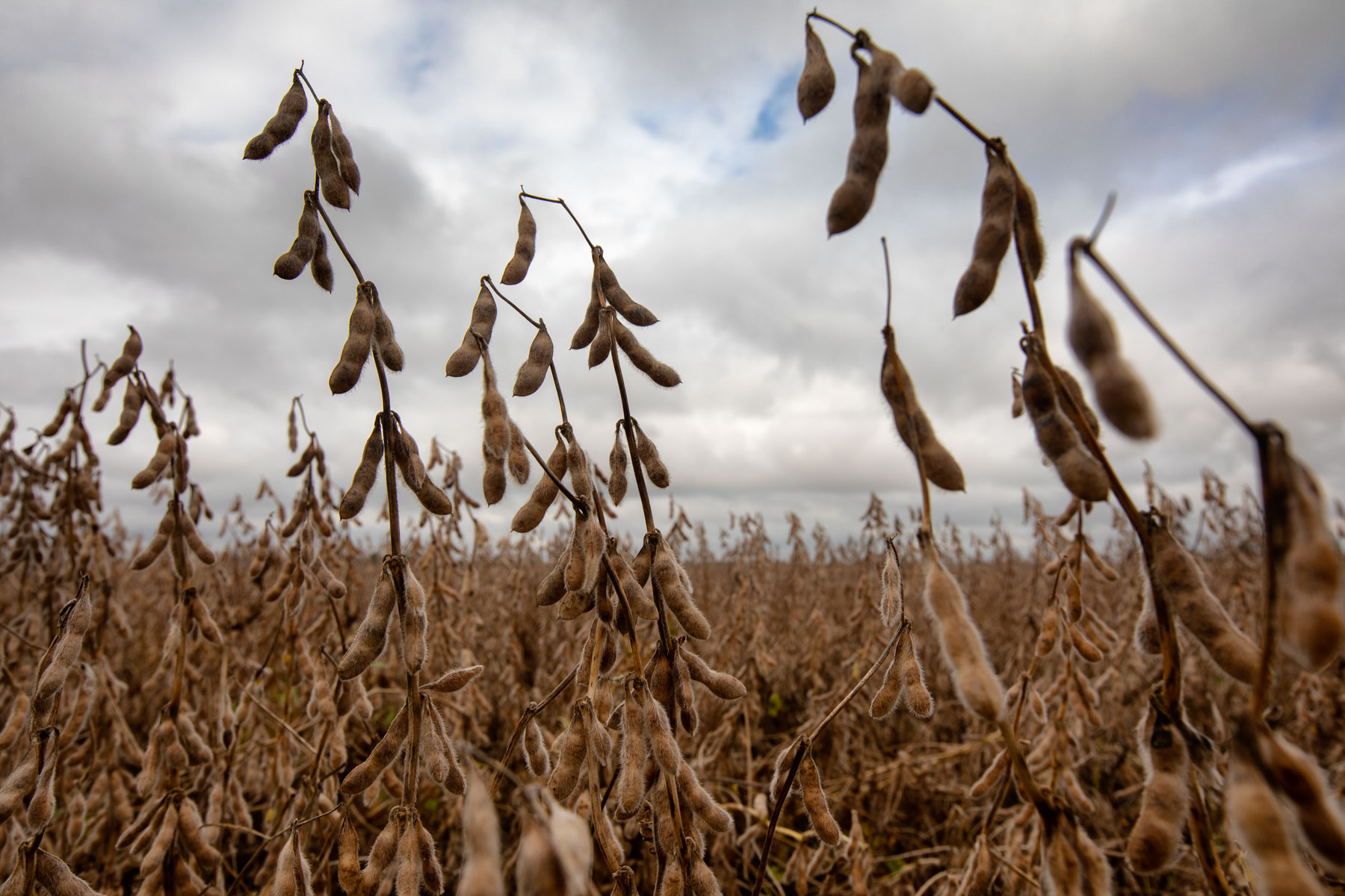 China to buy U.S. soybeans