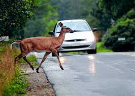 D’oh, a deer: ‘Tis the season to look out for amorous mammals