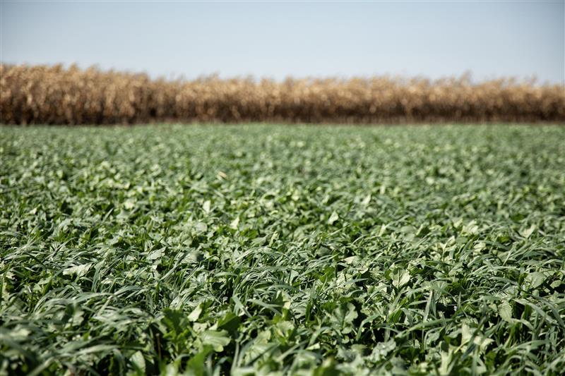 IDOA relaunches cover crop discount program