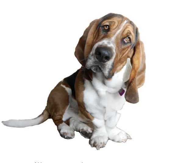 We Need Your Help! Looking for Foster Homes!!