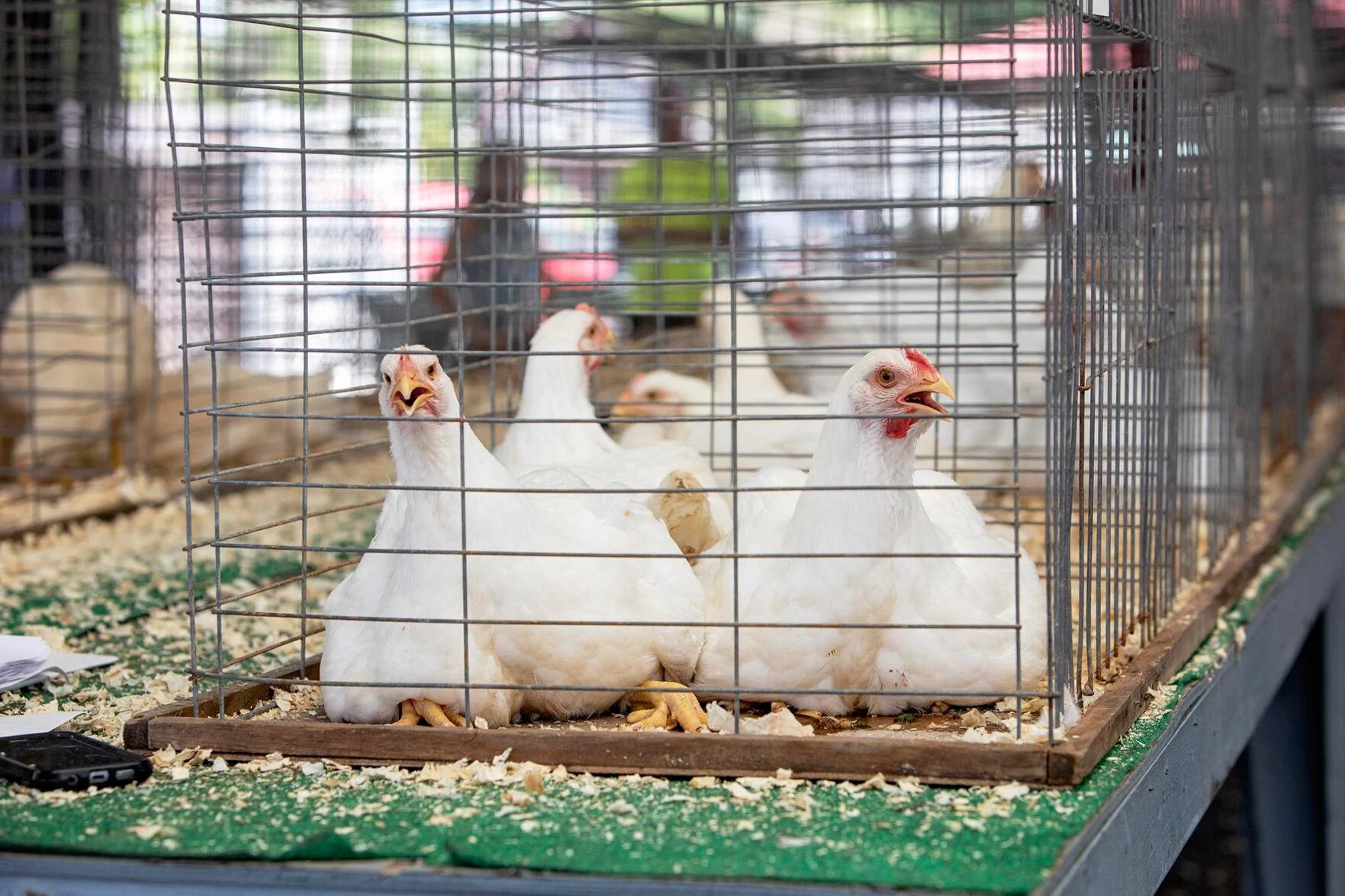 China resumes U.S. poultry imports, restores beef market access