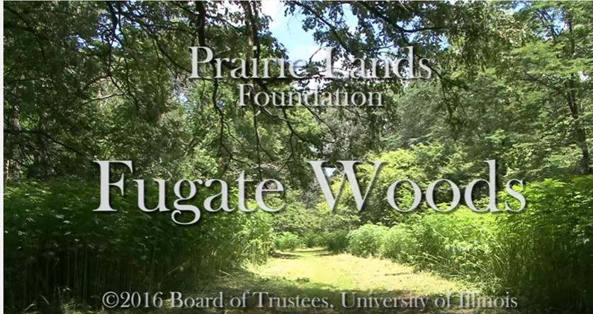 Create, explore, and let your imagination run wild at the Art in Nature event at Fugate Woods.